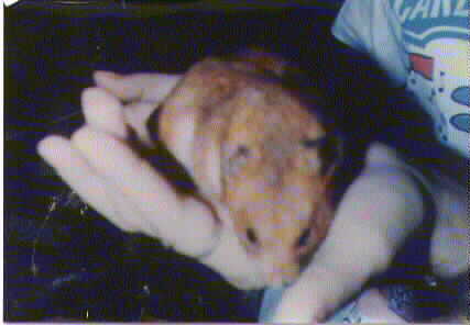 Picture of Airhead